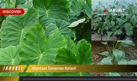 Ketahui Manfaat Tanaman Keladi Yang Jarang Diketahui Harus Kamu Intip