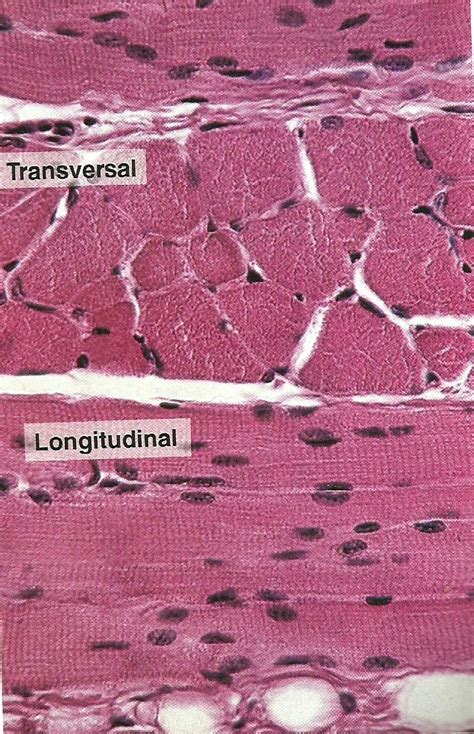 Histologia Tecido Muscular