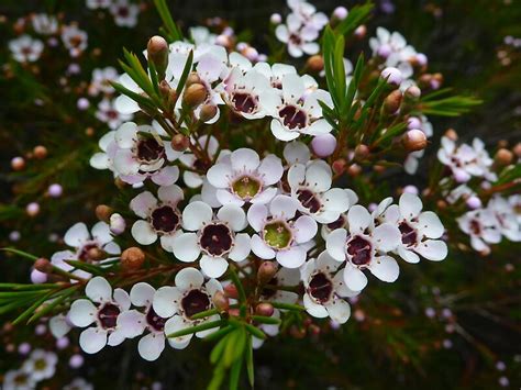 Chamelaucium Uncinatum Geraldton Wax By Emma Sterling Redbubble