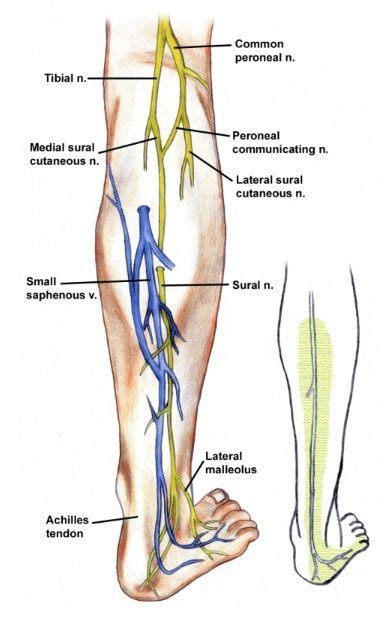 Sural Nerve Pain Tendon Lower Extremity Your Back Nerve Pain