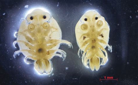 Microscopic examination of males of two species: Argulus japonicus ...