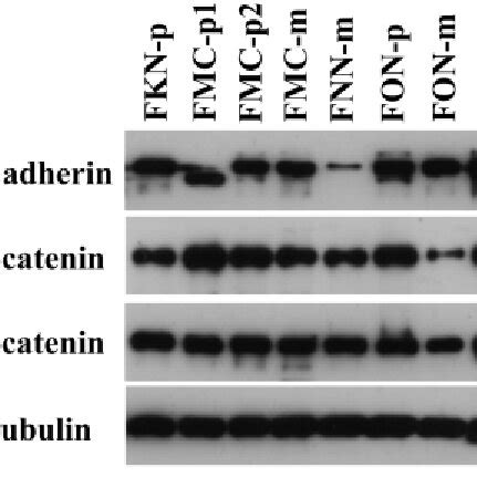 The expression of E cadherin α catenin and β catenin in 8 feline