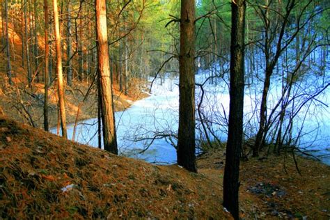 Free Images Tree Nature Forest Wilderness Girl Sunlight Morning