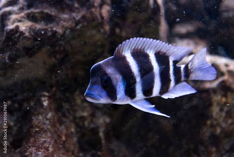 tropical fish in an aquarium Stock Photo | Adobe Stock