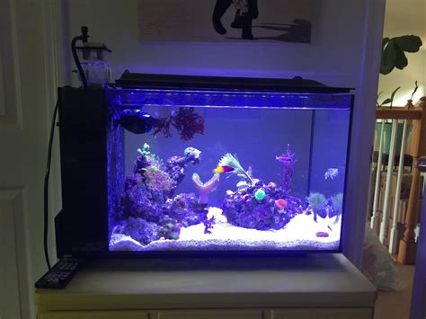 Show Your Fluval Evo Reef Reef Saltwater And Reef