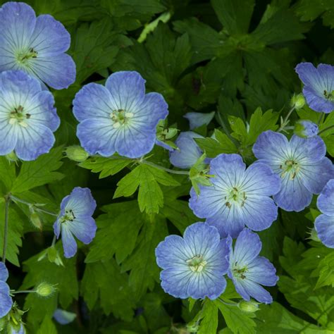 Wild Geranium Photography Art David Lawrence Reade