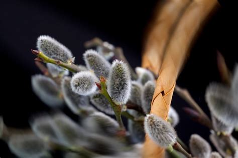 Premium Photo Flowering Willow Branches