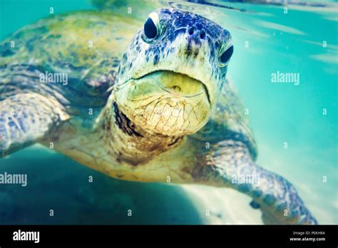 Sri Lanka Green Sea Turtle Hi Res Stock Photography And Images Alamy