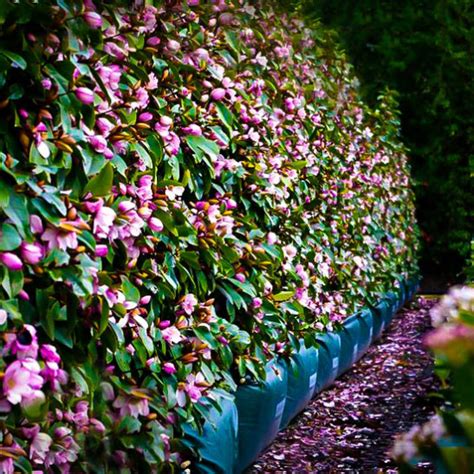 Fairy Blush Magnolia The Tree Center