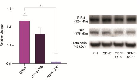 Relative change in phosphorylation ratio of Ret after treatment with ...