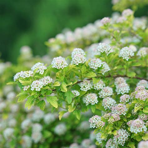 Physocarpus Opulifolius Tiny Wine Gold Smnpotwgpbr Splendor Plant