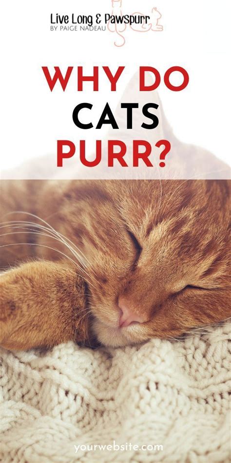 Why Do Cats Purr Artofit