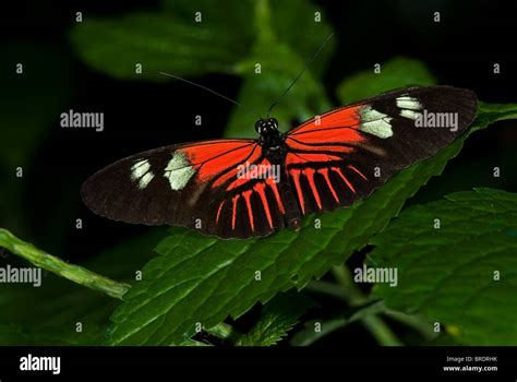 A Photo Of A Doris Longwing Butterfly Heliconius Doris Common From