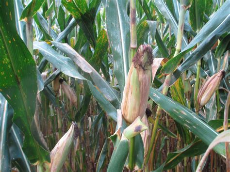 Grain Crops Update Heavy Ears And Shallow Roots At Corn Harvest