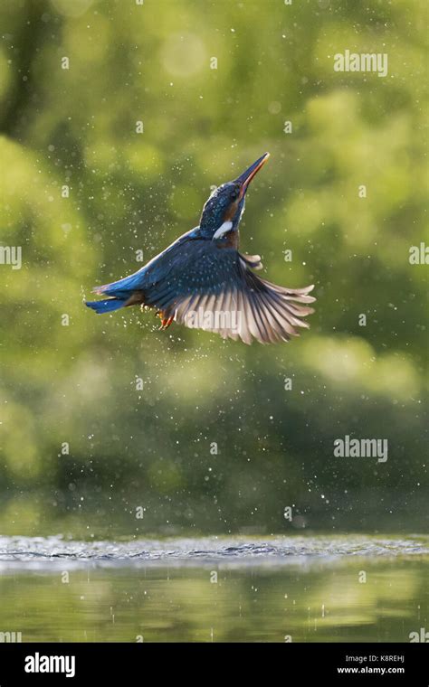 Common Kingfisher Alcedo Atthis Adult Female Emerging From