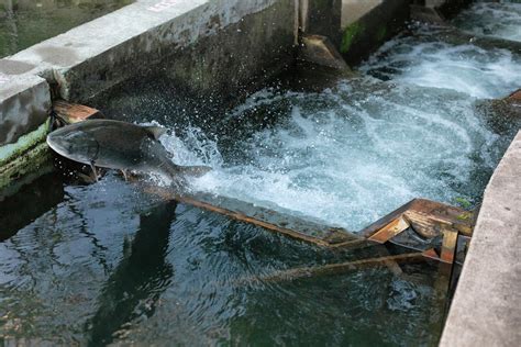 Article Heating Up Salmon Migration Pathways