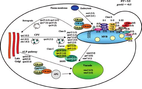 Summary Of The Functions Of Vps Factors In Vesicular Trafficking And