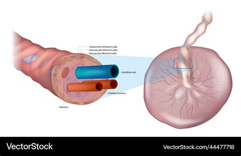 Umbilical Cord Diagram