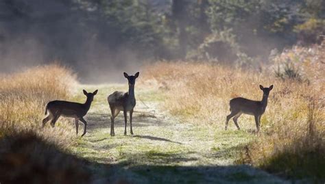 British Wildlife