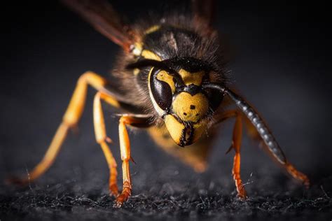 Wasp Control Edmonton Major Pest Control