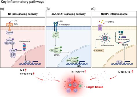 Activation Of Key Signaling Pathways In Immune Cells During