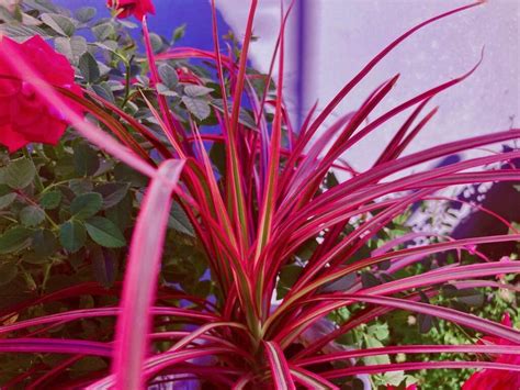 The Dracaena Marginata Tricolor A Plant For All Seasons