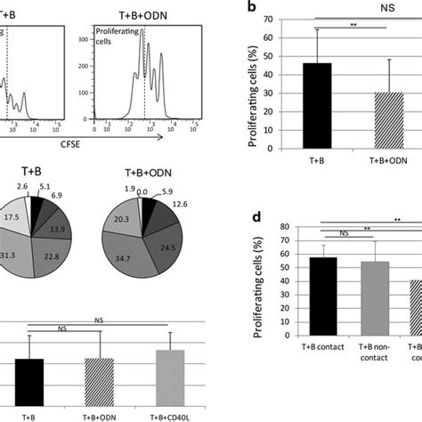 Odn Enhances Il 10 Generation In Cll Cells Isolated Cd19⁺ Cll B Cells