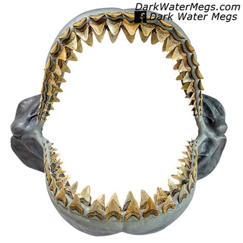 Megalodon Jaw Fossil Megalodon Shark Jaw For Sale