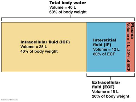 Chapter 26 Fluid Electrolyte And Acid Base Balance Flashcards Quizlet