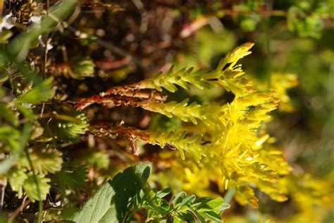 Šesterokotna homulica Sedum sexangulare Slovenska flora