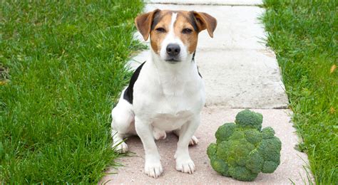 Can Dogs Eat Broccoli Cooper Pet Care