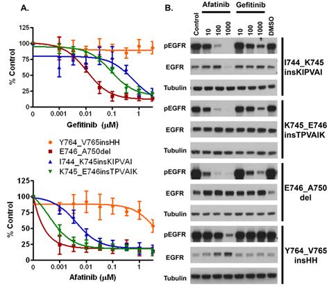 In Vitro Analyses Of Egfr Exon Insertion Mutations A Ba F Cells