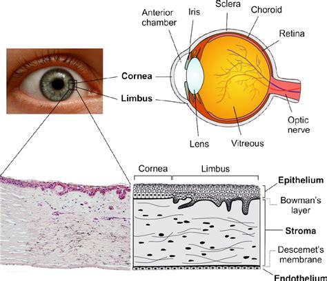 Figure From Tissue Engineering For Ocular Surface Reconstruction