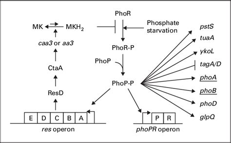 Figure 1 From Regulation Of Pho Regulon Gene Expression By The Carbon