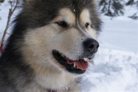 Cual Es La Diferencia Entre Un Husky Siberiano Y Un Malamute De Alaska