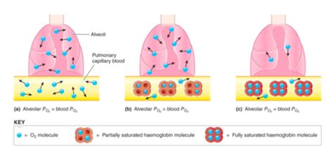 Transport Of Blood Gases From The Lungs To The Tissues And Back