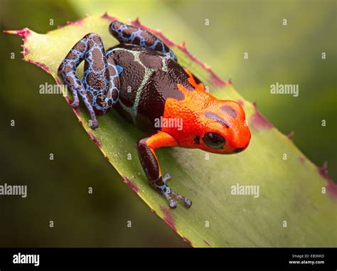 Tropical Poison Arrow Frog From Amazon Rain Forest Peru Bright