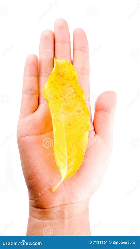 Holding Leaf Isolated Stock Image Image Of Nature Macro 7131161