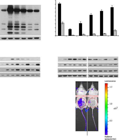 Mitotic Slippage And Low Level Oncogene Signaling Cooperate To