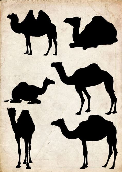 Camel Silhouette 6 png Clipart Instant Download clipart