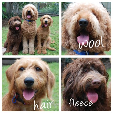 Labradoodle Coat Types At Merilyn Tabor Blog