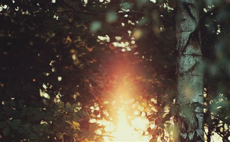 Fondos De Pantalla Luz De Sol Árboles Bosque Hojas Profundidad De Campo Reflexión