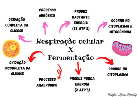 Mapa Mental Respiração Celular REVOEDUCA