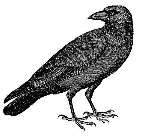 raven drawings easy 2