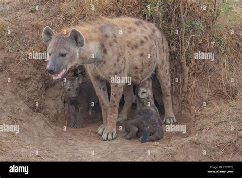 Lone spotted haina with its cubs in Masai Mara Game Reserve, Kenya ...