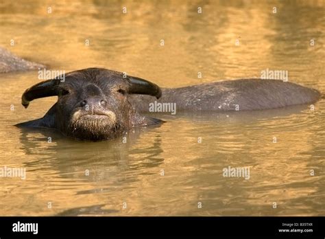 Baby water buffalo hi-res stock photography and images - Alamy