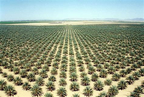 Undefined Canary Island Date Palm Palm Trees Palm