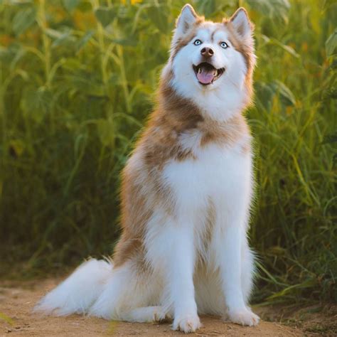 Husky Siberiano El Perro Más Parecido Al Lobo Que Existe