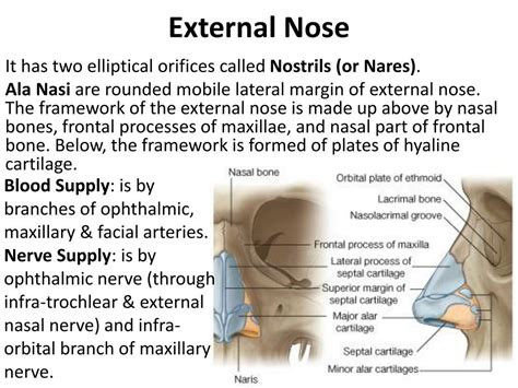 Ppt Nasal Cavity And Paranasal Sinuses Powerpoint Presentation Id 1827415