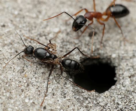 Banded Sugar Ant From Melbourne Vic Australia On February At